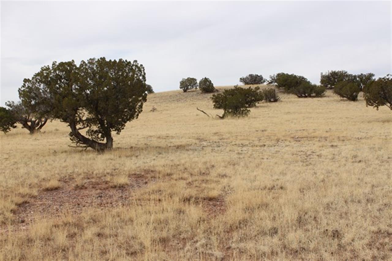 Lot 63 Elk Valley Ranch St. Johns, AZ 85936 - Photo 3 of 11