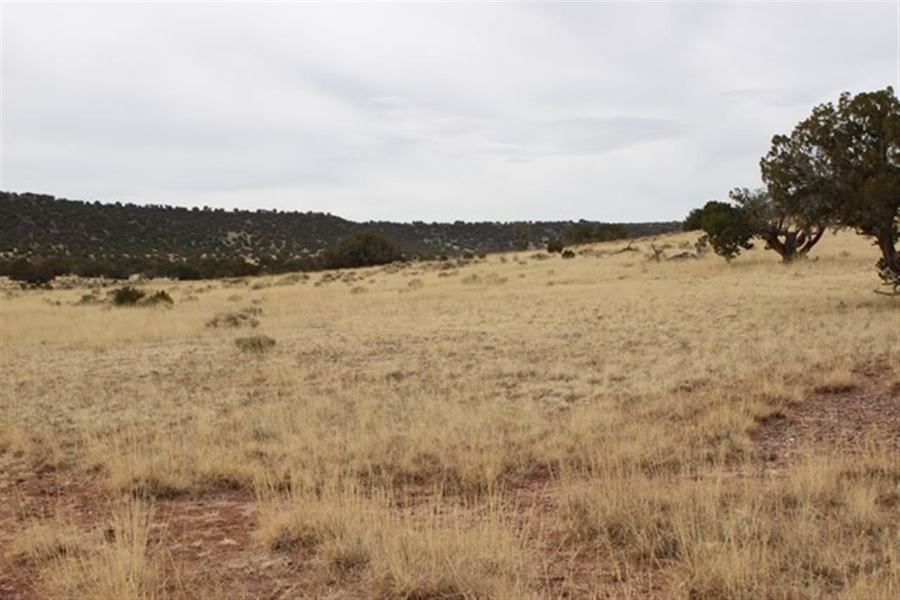 Lot 63 Elk Valley Ranch St. Johns, AZ 85936 - Photo 4 of 11