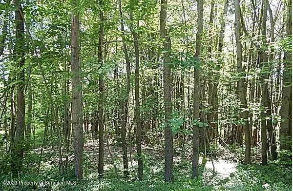 a view of a yard with plants and trees