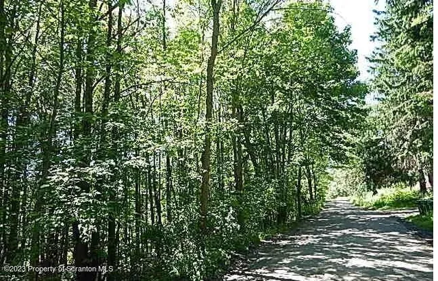 a view of a tree in a garden