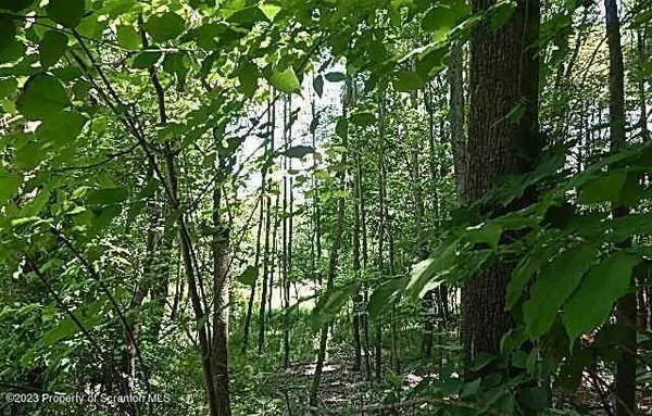 a view of a yard with plants and large trees