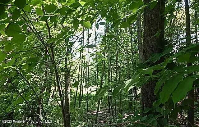 a view of a yard with plants and large trees