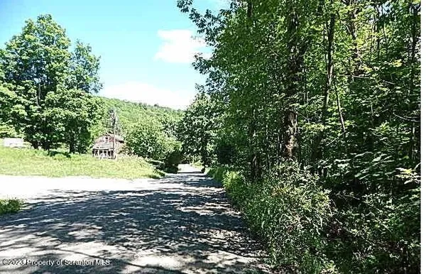 a view of a lush green forest
