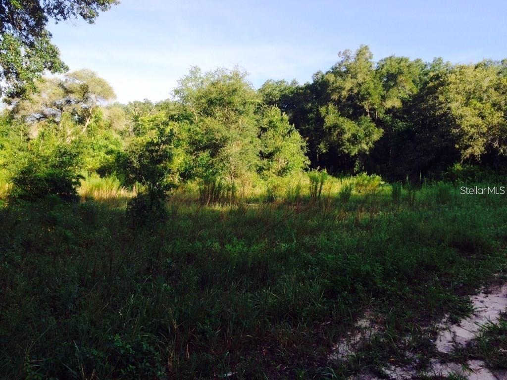 111 Frederick Street Interlachen, FL 32148 - Photo 5 of 5 a view of a garden