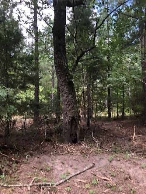 0 Kickapoo - Tract 33 Colt Ii Road Groveton, TX 75845 - Photo 1 of 3