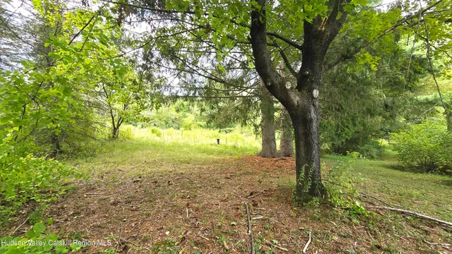 a view of a yard with a tree