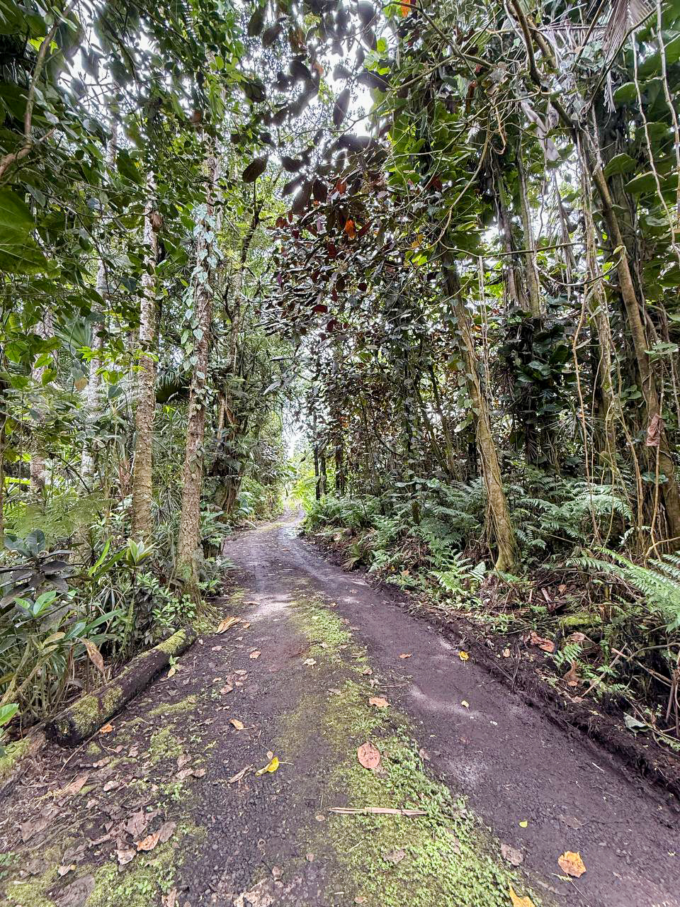 47 Japanese Camp Road Pahoa, HI 96778 - Photo 3 of 6