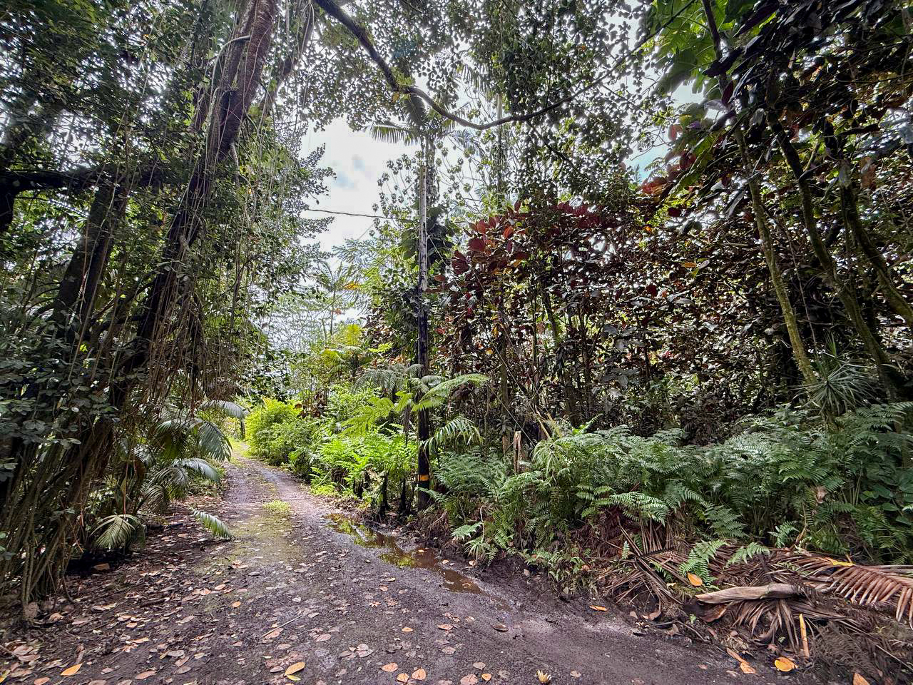 47 Japanese Camp Road Pahoa, HI 96778 - Photo 4 of 6