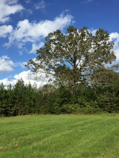 0 Kracker Station Road Morton, MS 39117 - Photo 2 of 7 Photo 3