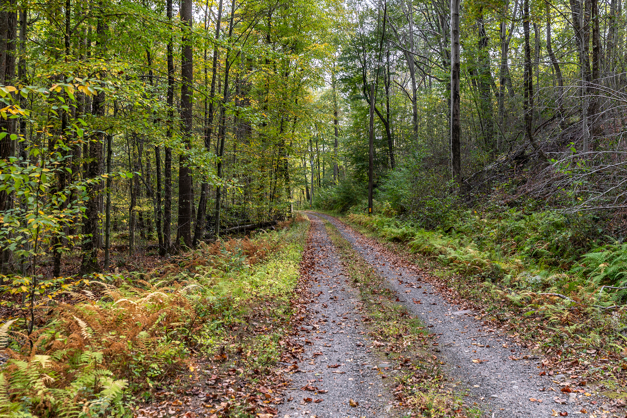 38 West Mountain Lane Roxbury, CT 06783 - Photo 22 of 26 a view of a yard with plants and large trees