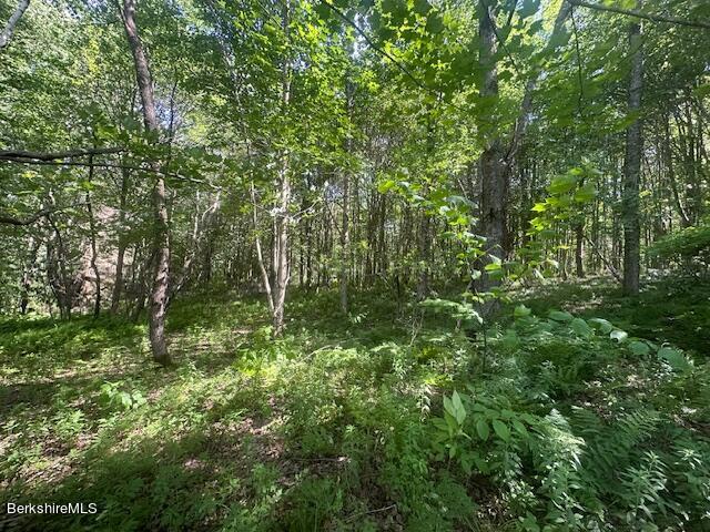 0 Lesure Road Stamford, VT 05352 - Photo 6 of 12 a view of a lush green forest