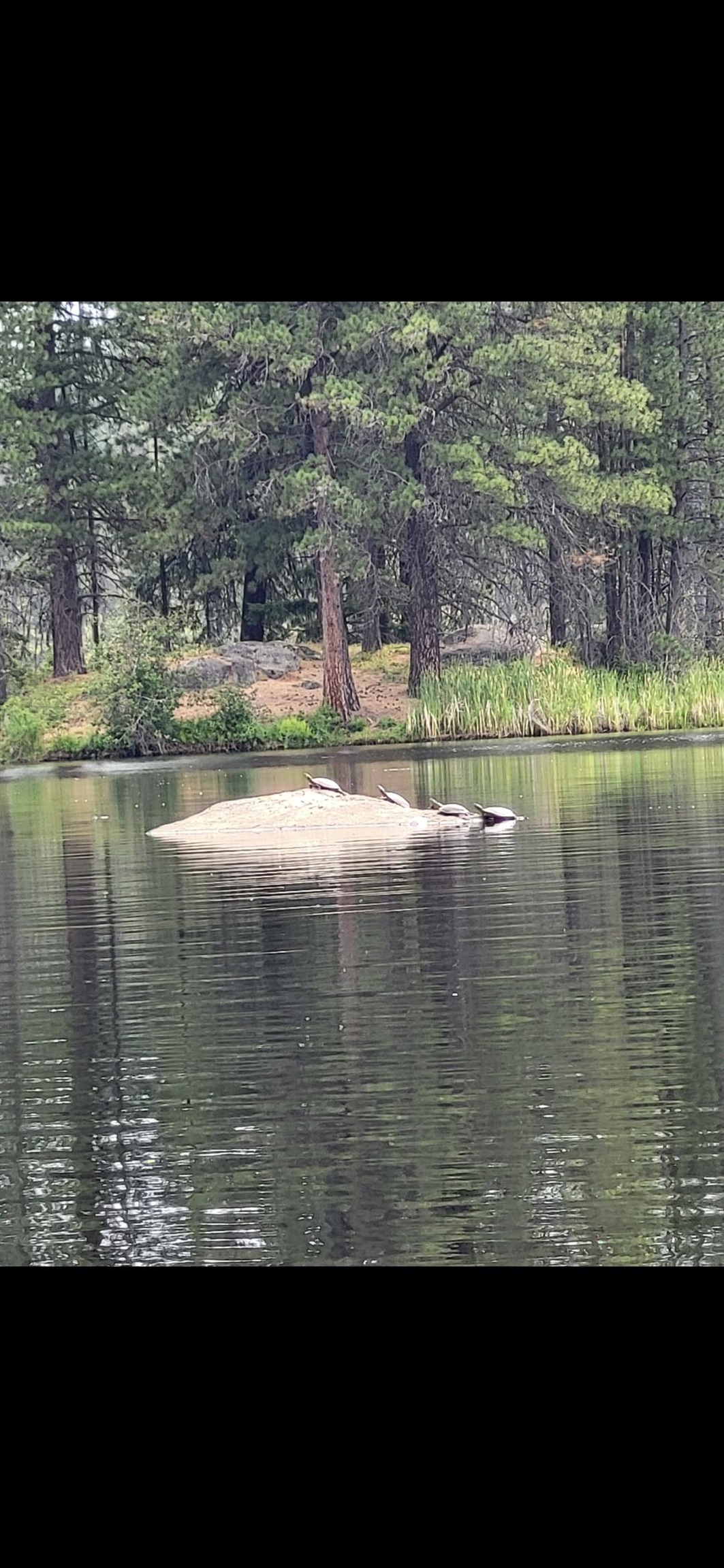 260 Slate Road Newport, WA 99156 - Photo 23 of 24