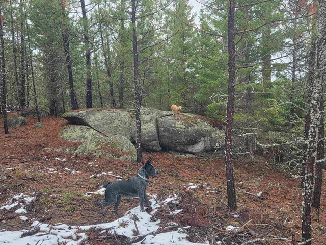 $95,000 | 260 Slate Road, Newport, WA 99156