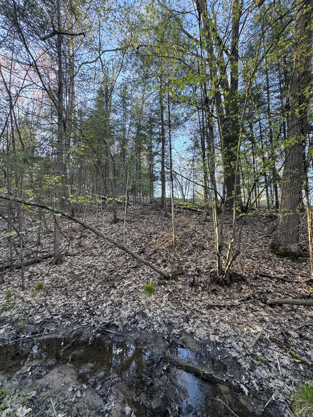 Lot 1 V/l Wildwood Road Alger, MI 48610 - Photo 16 of 35 IMG_2878