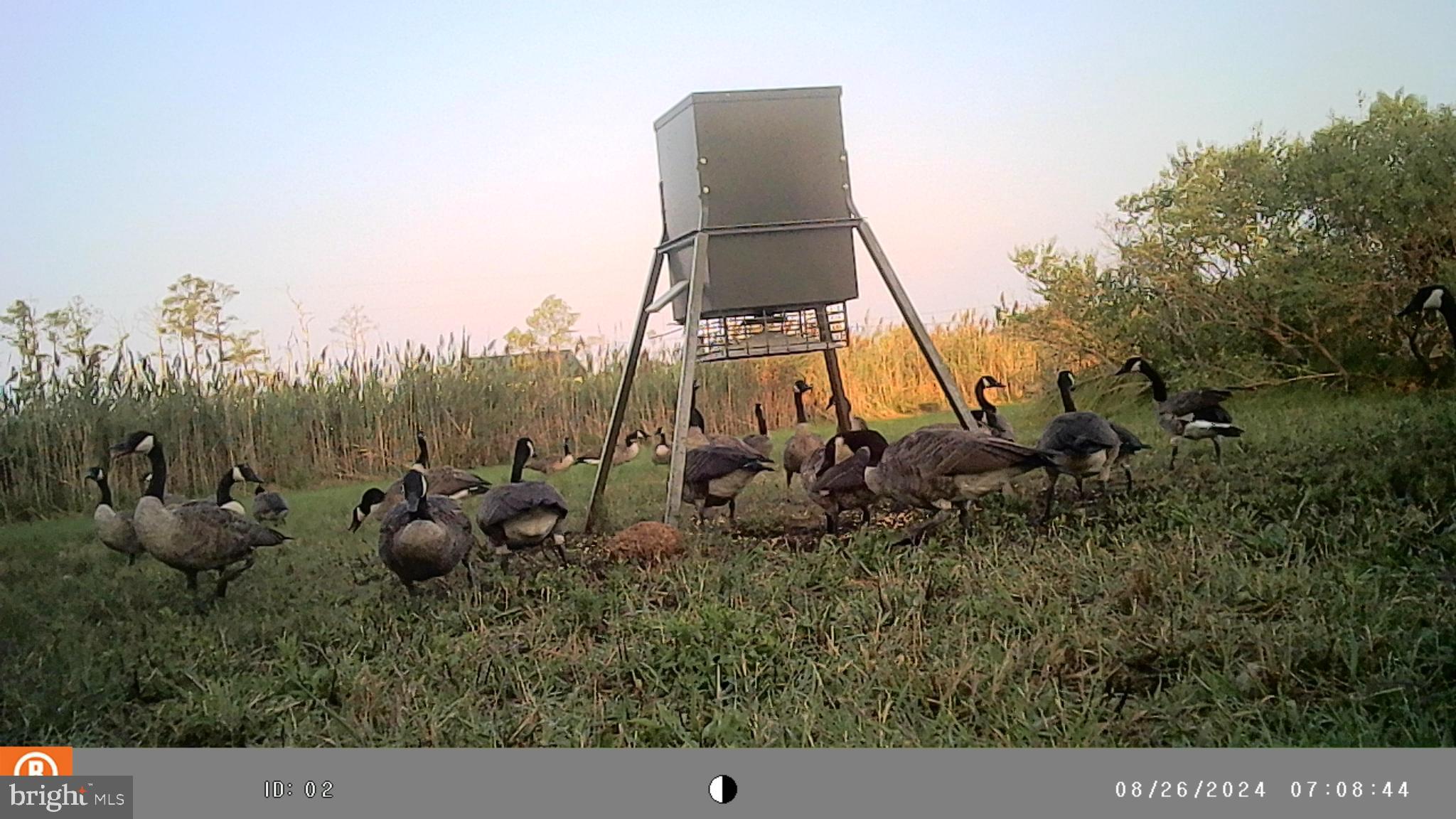 2736 Toddville Road Toddville, MD 21672 - Photo 3 of 44 a aerial view of a house with large trees