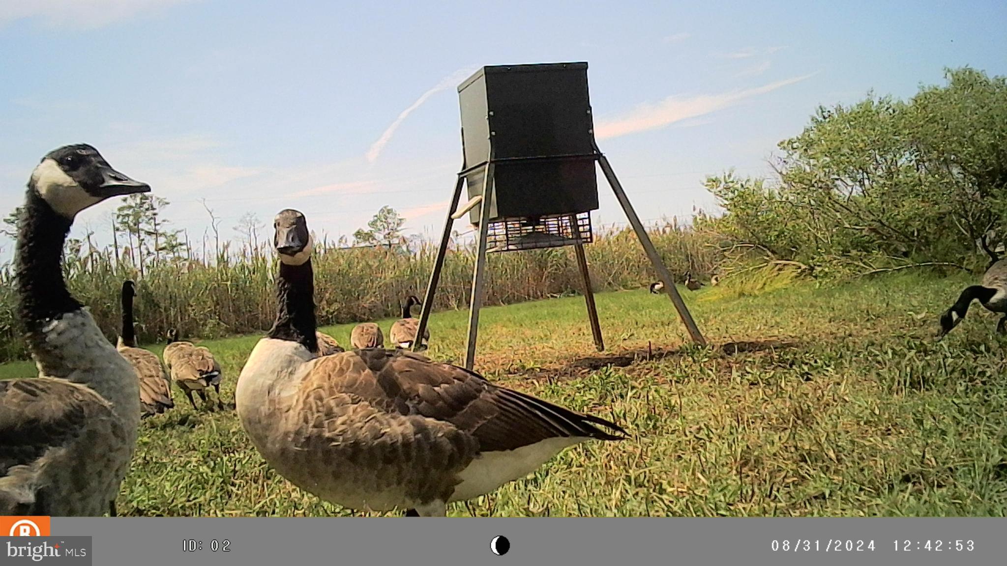 2736 Toddville Road Toddville, MD 21672 - Photo 31 of 44 a bed sitting in a bedroom next to a yard