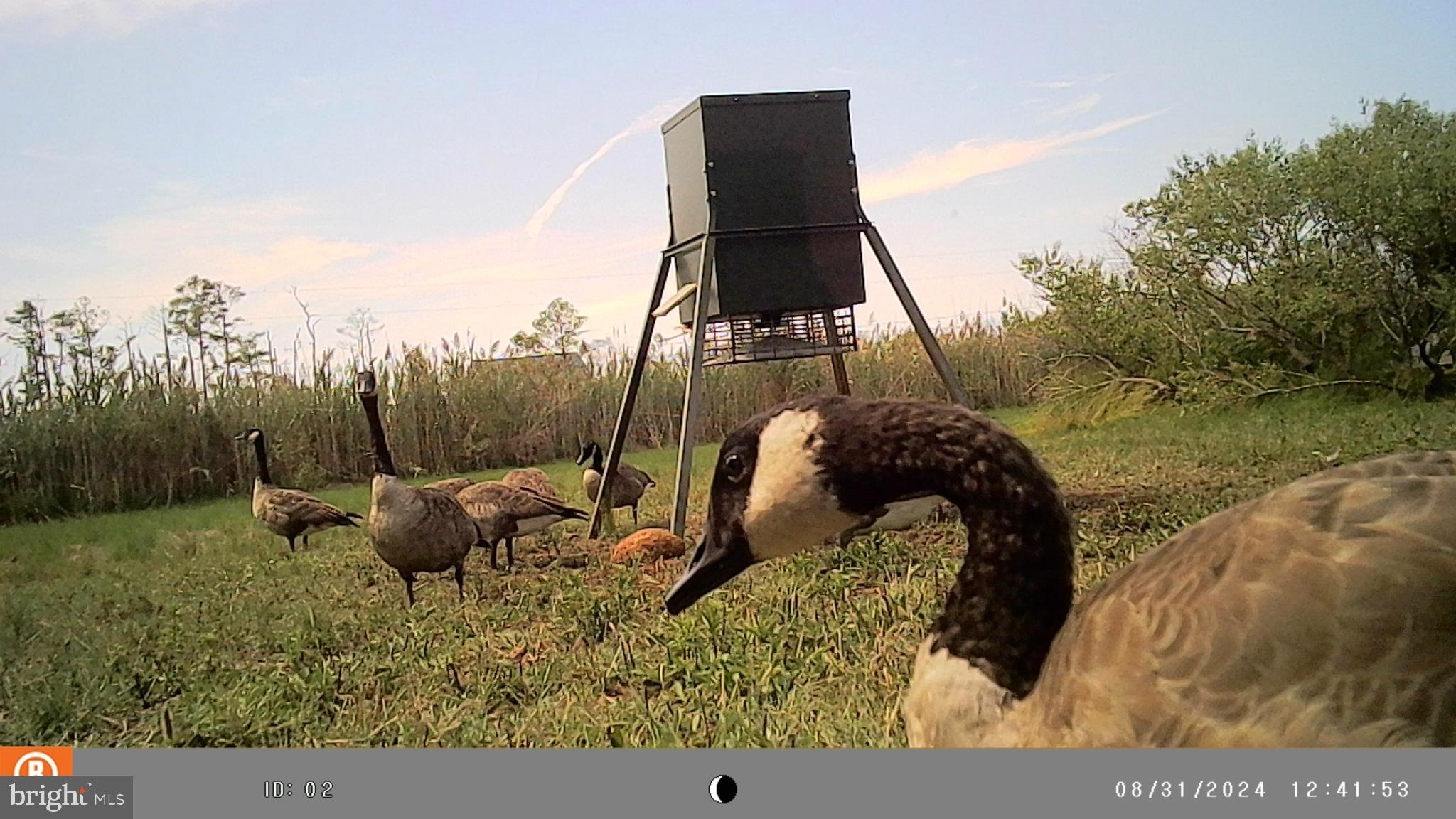 2736 Toddville Road Toddville, MD 21672 - Photo 32 of 44 a terrace of a house with outdoor seating