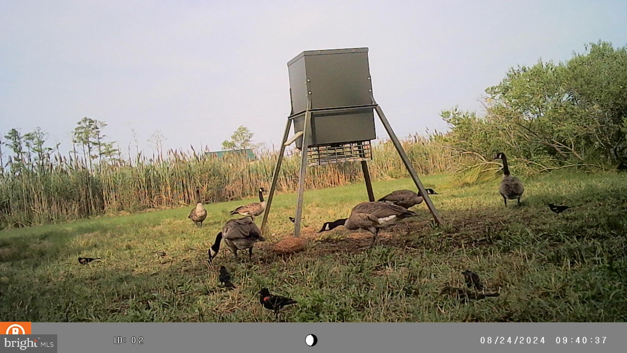 2736 Toddville Road Toddville, MD 21672 - Photo 42 of 44 a backyard of a house with lots of green space