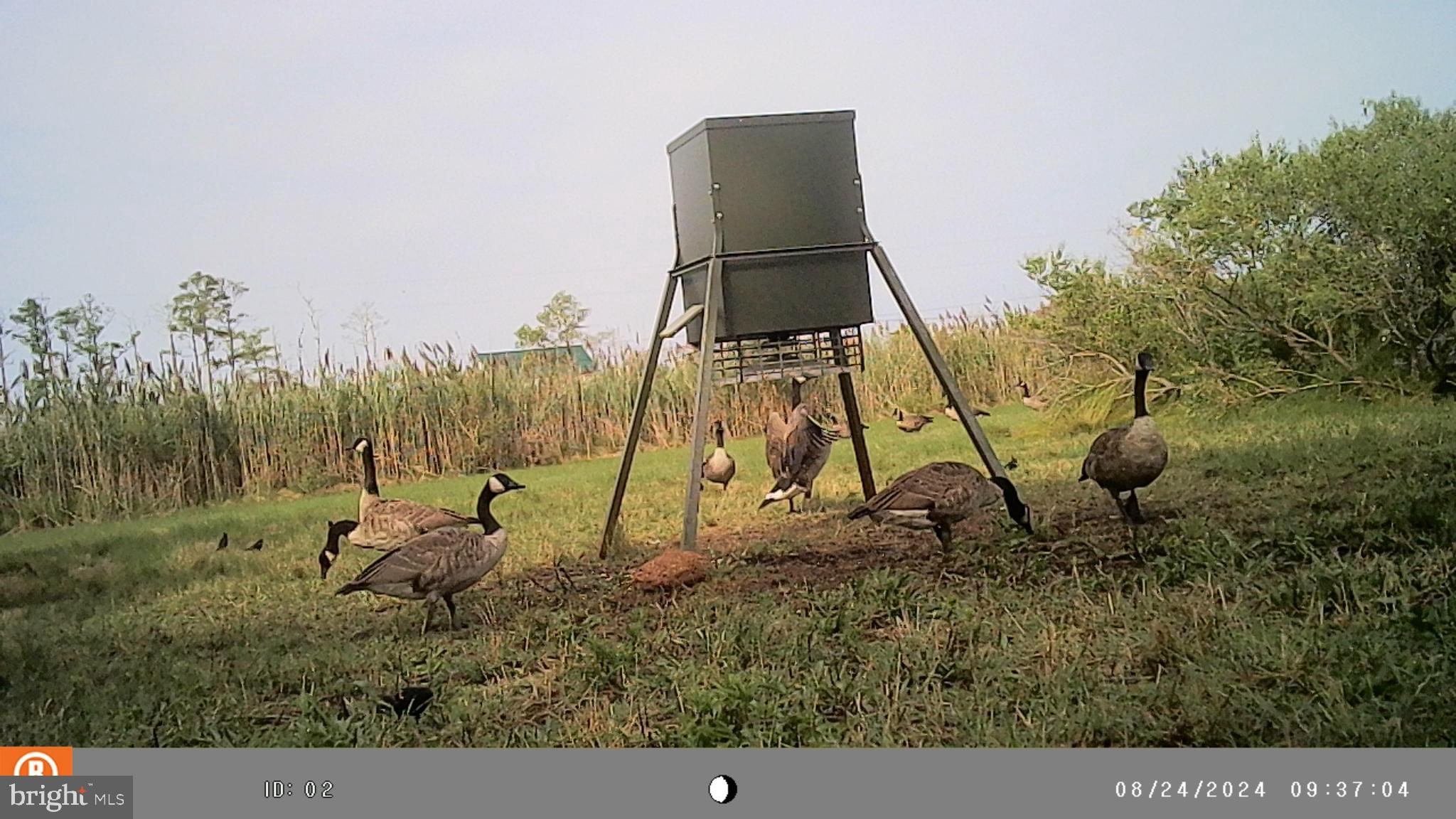 2736 Toddville Road Toddville, MD 21672 - Photo 43 of 44 a backyard of a house with lots of green space