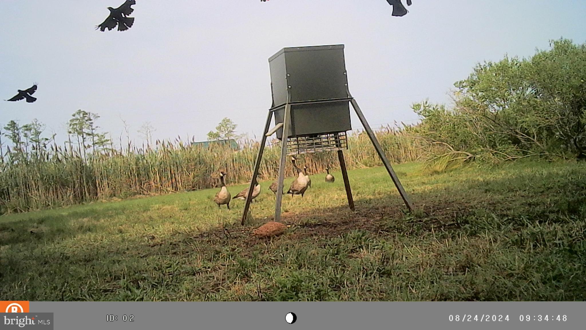2736 Toddville Road Toddville, MD 21672 - Photo 44 of 44 a backyard of a house with lots of green space