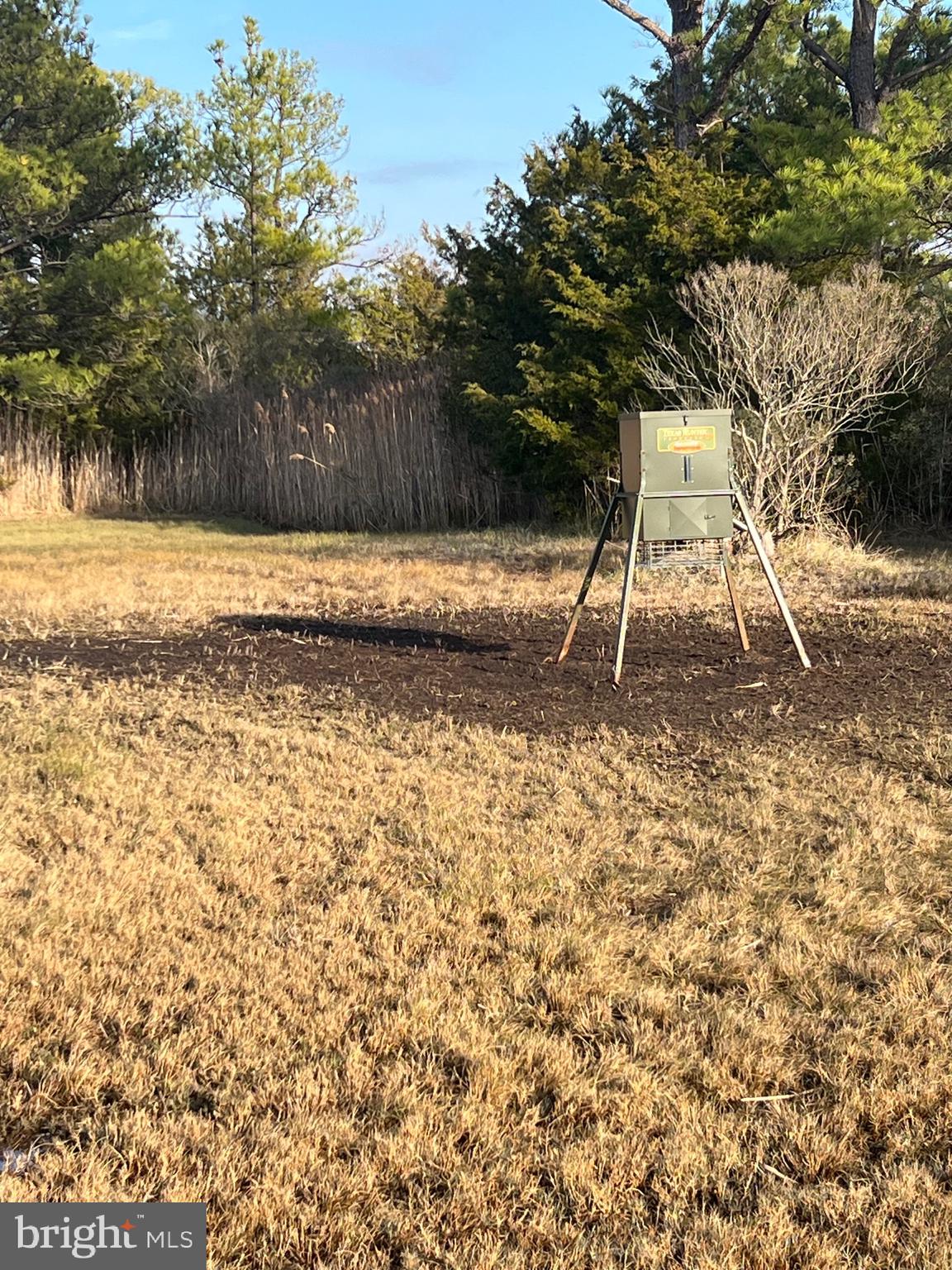 2736 Toddville Road Toddville, MD 21672 - Photo 10 of 44 a backyard of a house with large trees