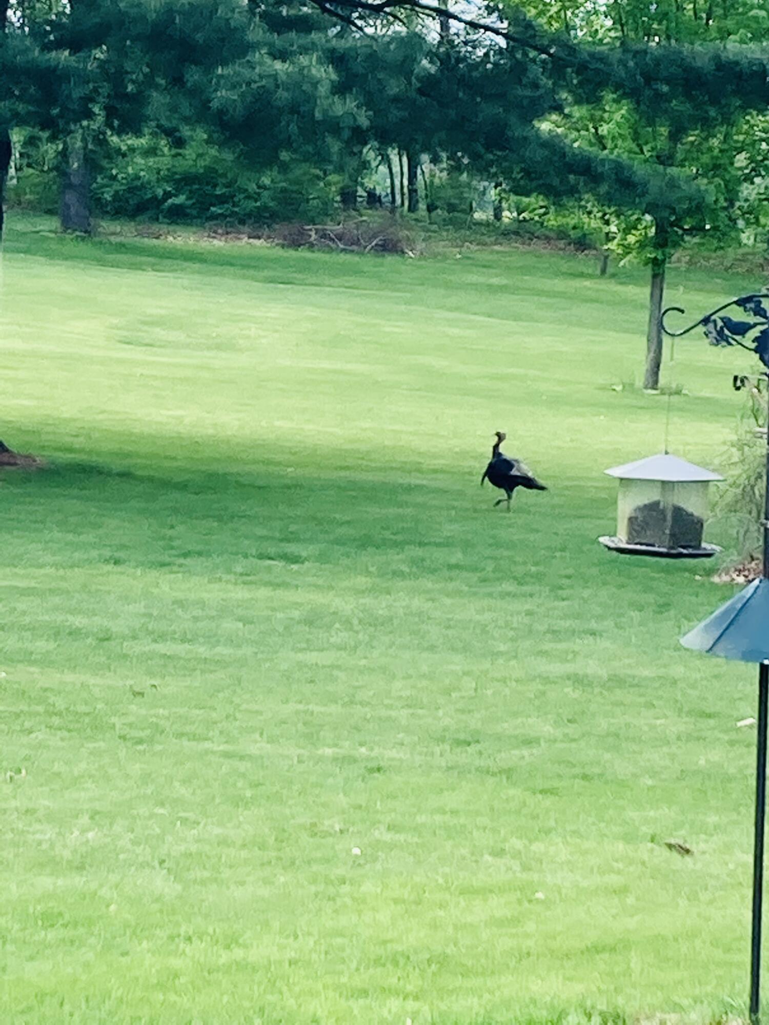 3030 Walton Road Buchanan, MI 49107 - Photo 43 of 43 Wildlife
