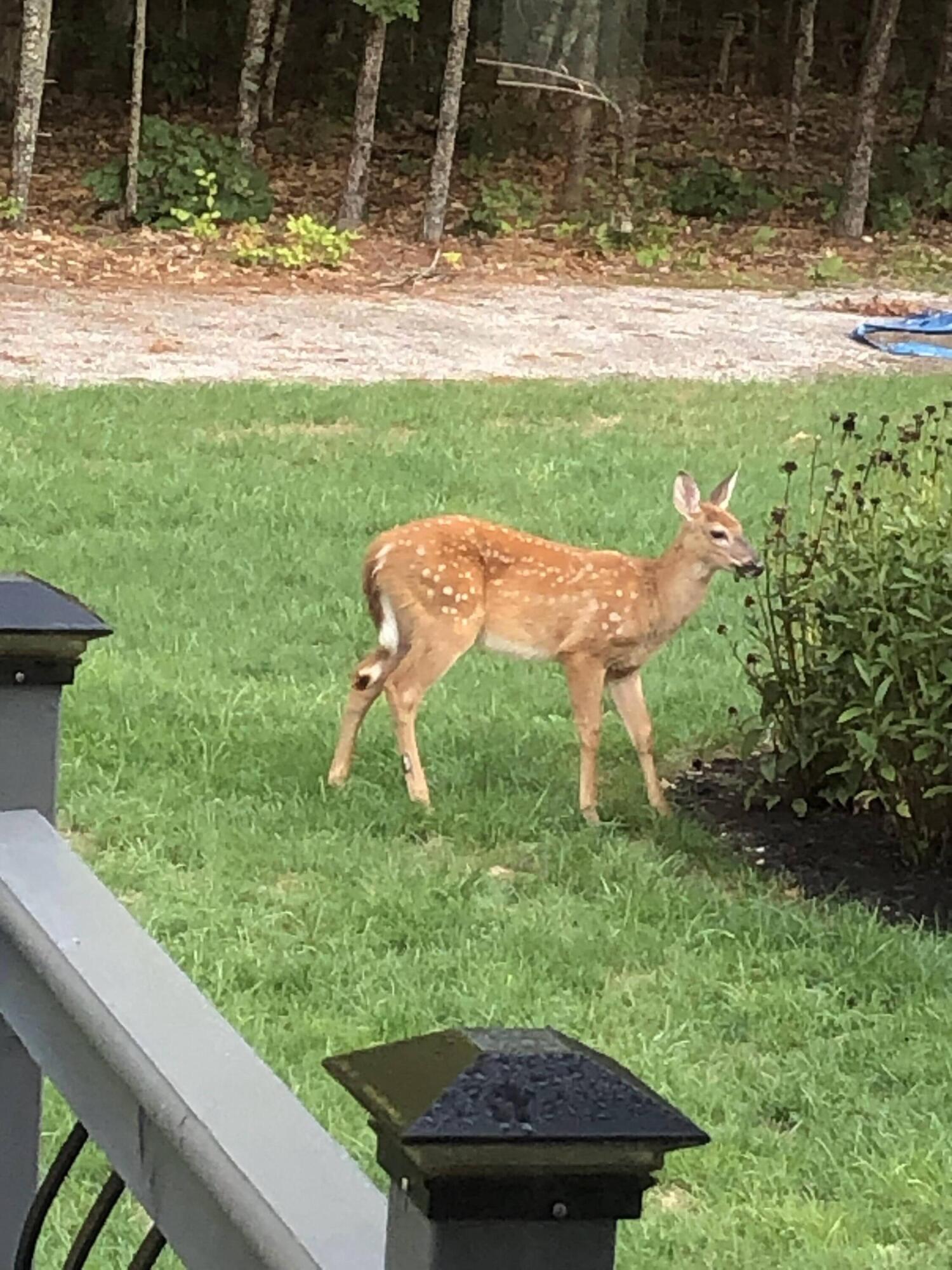 36 Mill Road Buxton, ME 04093 - Photo 41 of 42 IMG_1222