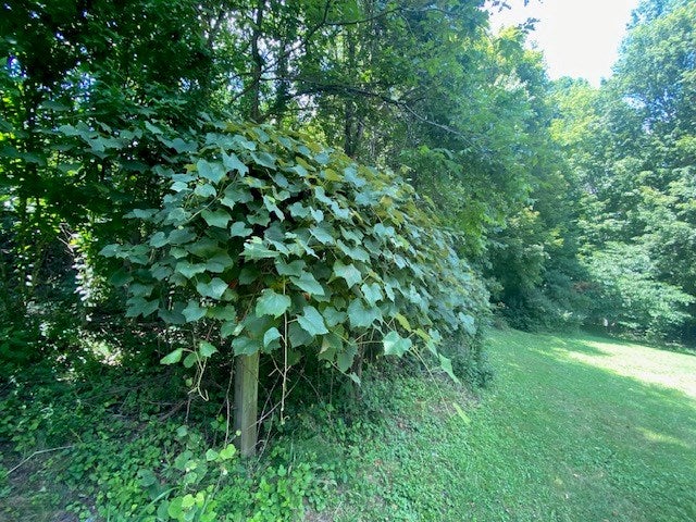 343 Ridgetop Drive Rural Retreat, VA 24368 - Photo 16 of 25 Gallery Image 16