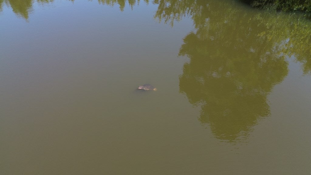 1168 Mitchell Road Meigs, GA 31765 - Photo 27 of 62 Soft Shelled Turtle