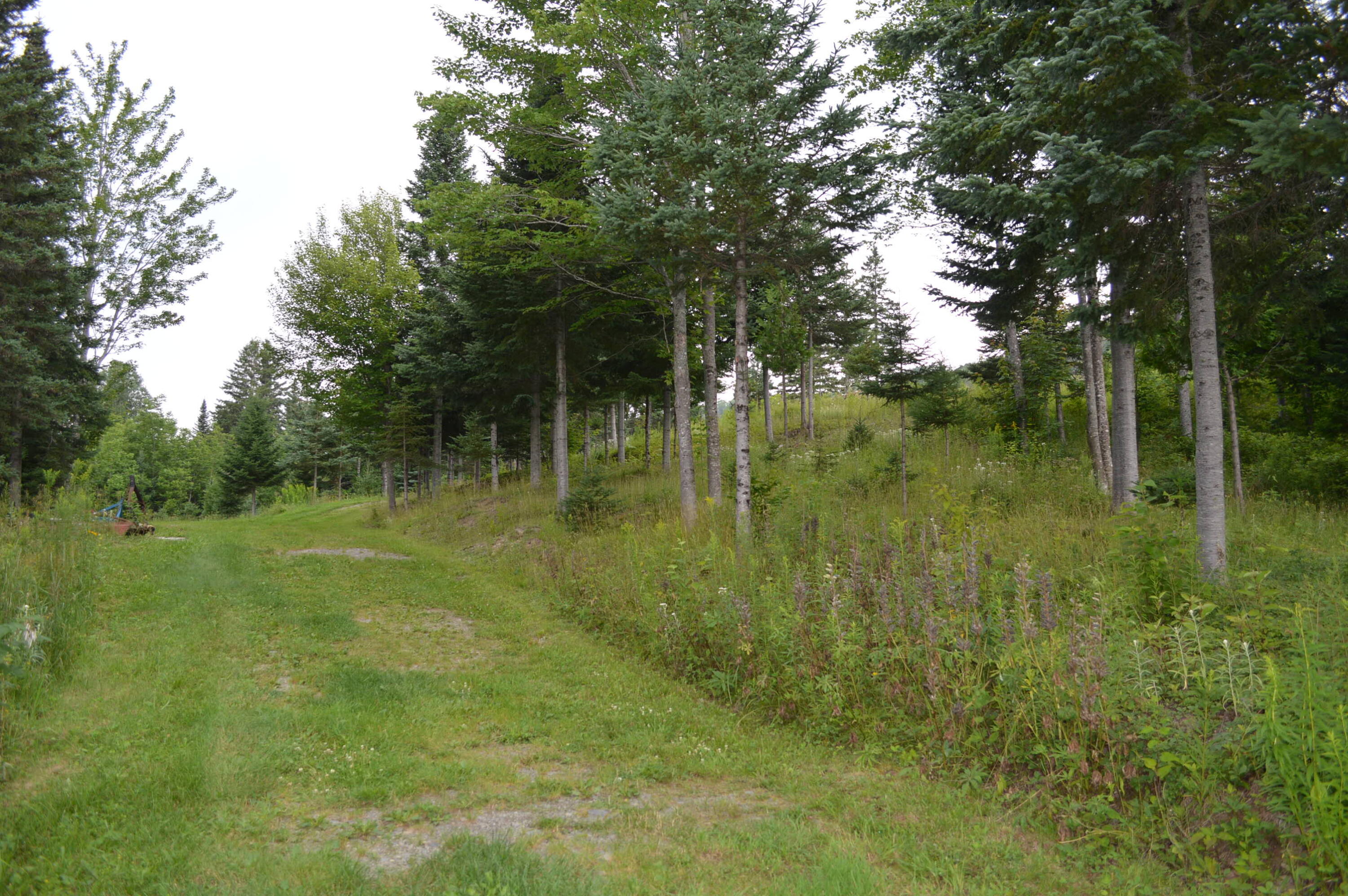 2589 Aroostook Road Eagle Lake, ME 04739 - Photo 28 of 65 Road to back acreage