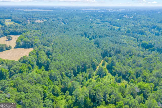 a view of a lush green forest