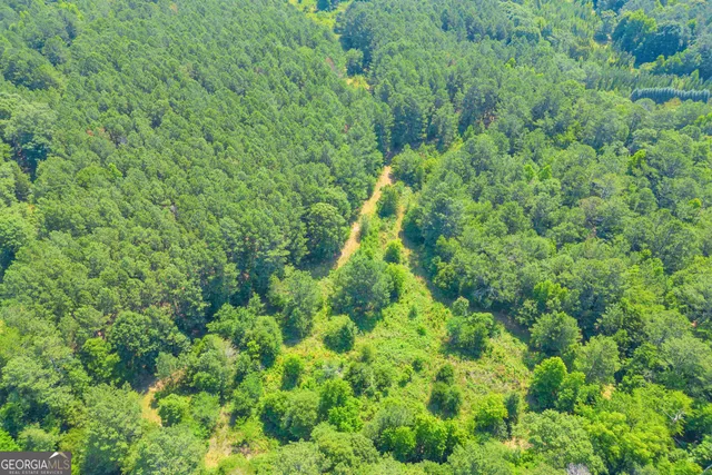 a view of a lush green forest with lots of trees