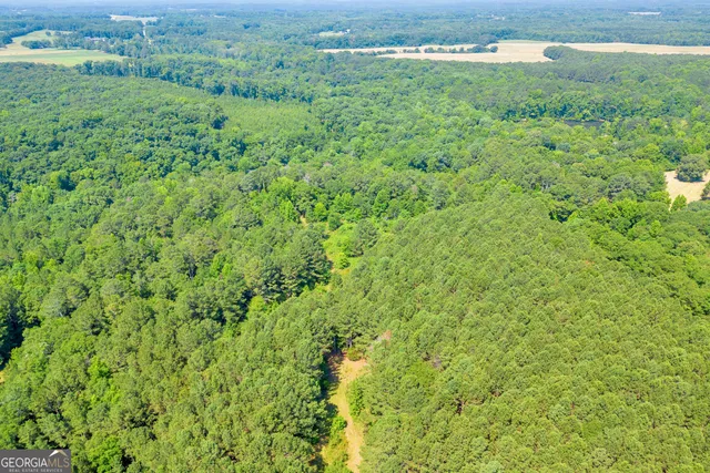 a view of a forest with a tree