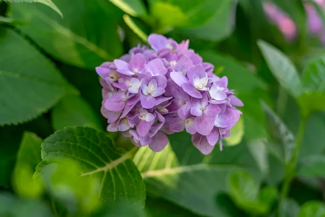 $1,649,000 | 11 Tristram Way, Miramar Beach, FL 32550