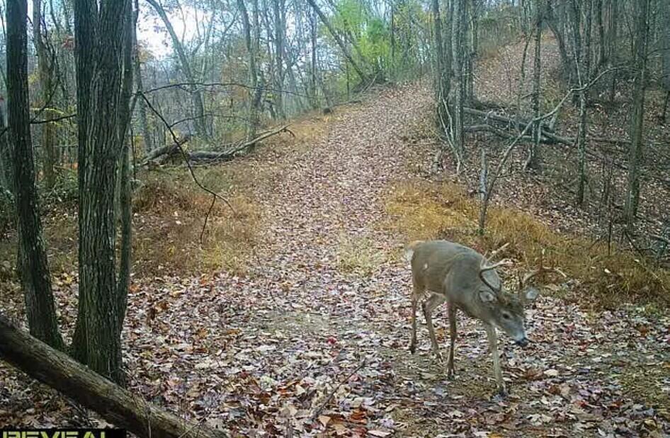 0 Hinkley Hollow Road Portsmouth, OH 45662 - Photo 29 of 48 Copy of 29