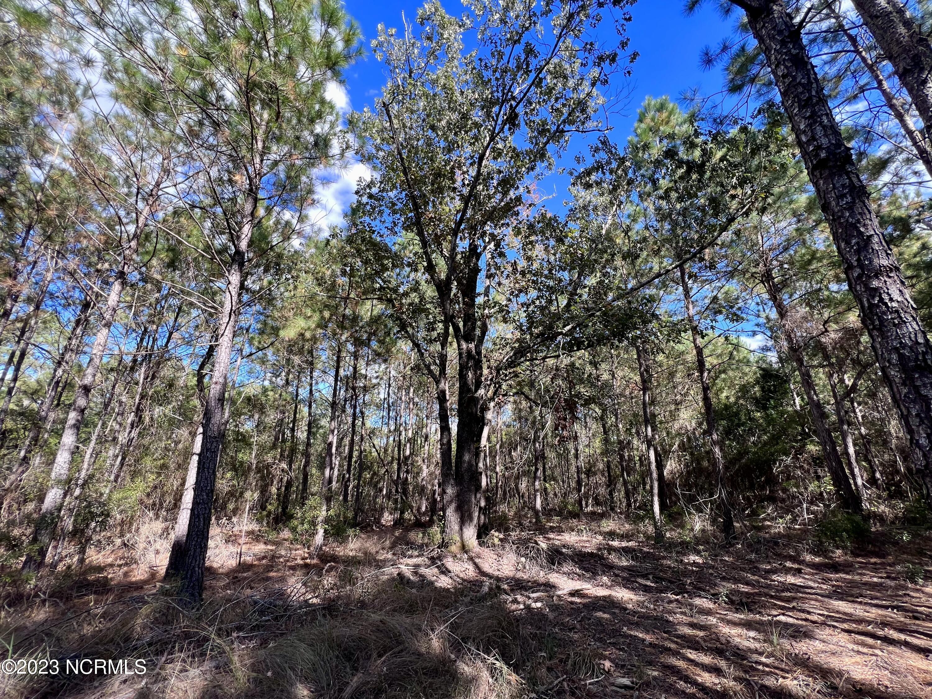 0 Germantown Road Scranton, NC 27875 - Photo 53 of 55 52