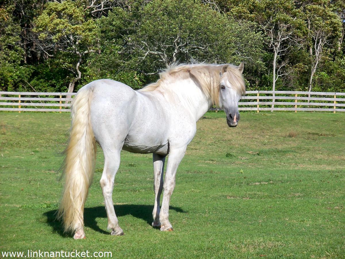 262 Polpis Road Nantucket, MA 02554 - Photo 30 of 32 Horse pasture