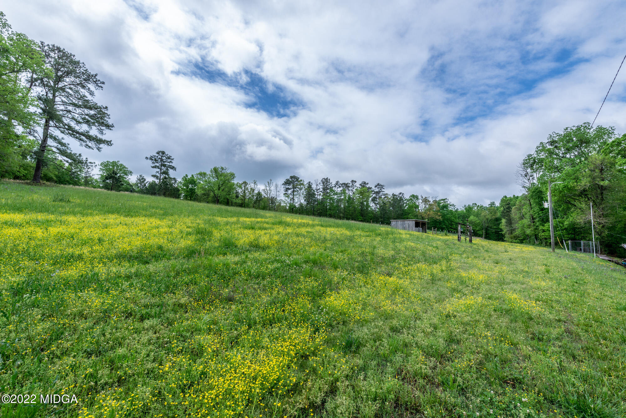 7426 Thomaston Road Macon, GA 31220 - Photo 36 of 42 a view of a big yard with plants and large trees