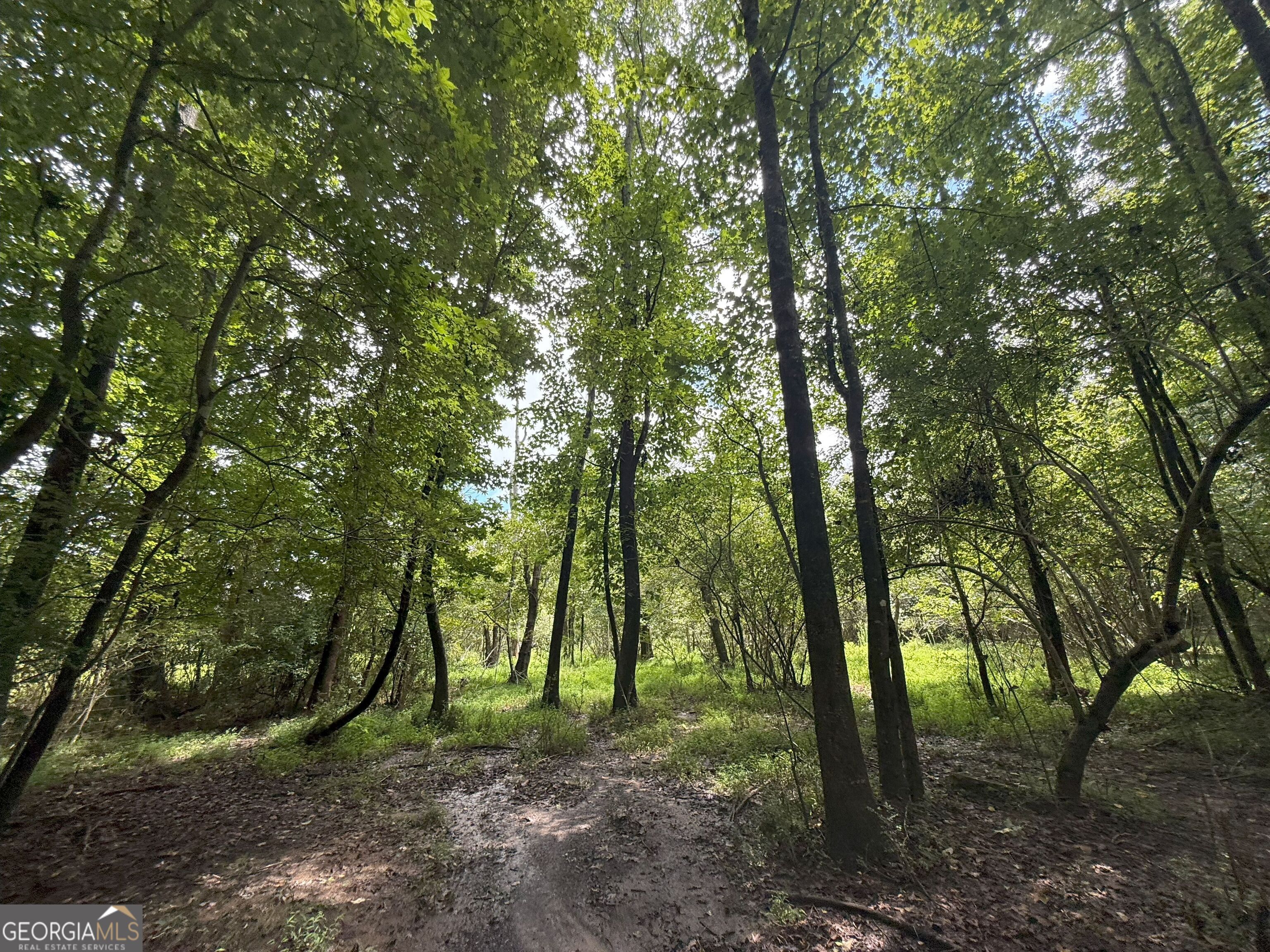 9 Red Rose Court Nicholson, GA 30565 - Photo 13 of 55 a view of a forest