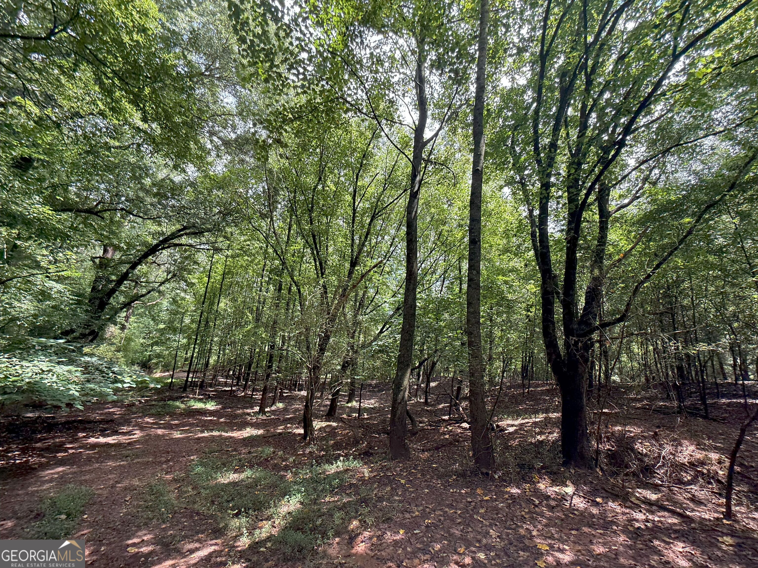 9 Red Rose Court Nicholson, GA 30565 - Photo 27 of 55 a view of forest