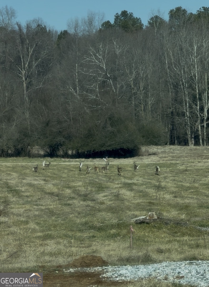 9 Red Rose Court Nicholson, GA 30565 - Photo 46 of 55 a view of outdoor space and yard