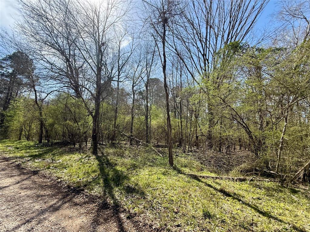 0 Persley Road Stonewall, LA 71078 - Photo 19 of 26 a view of trees and bushes