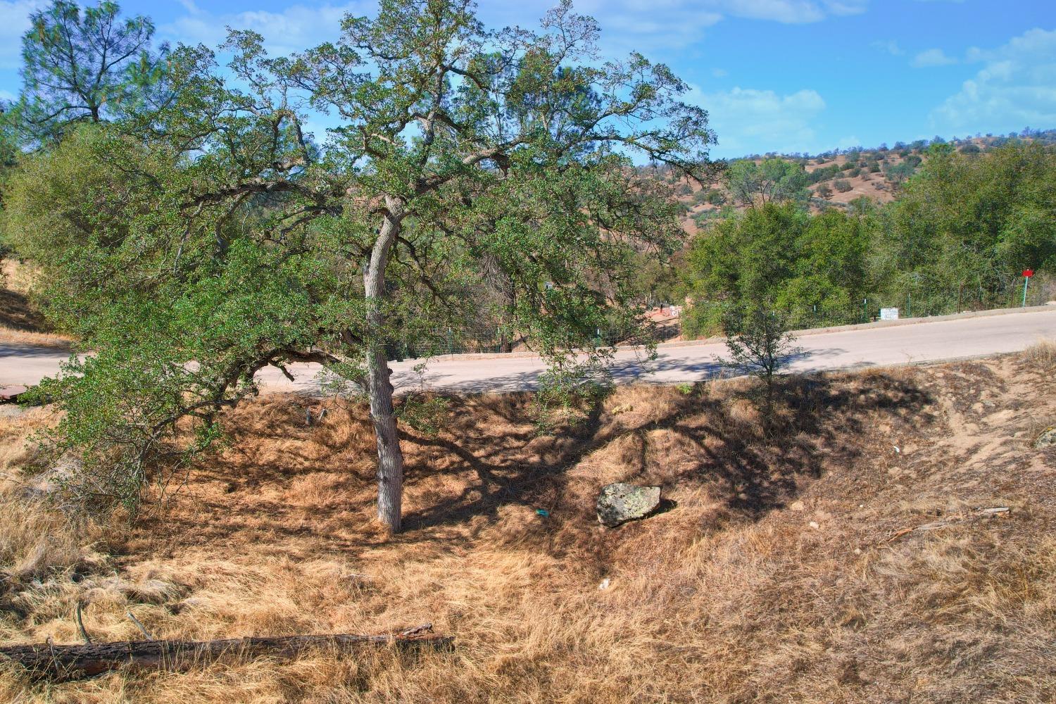 1 Shannon Road Madera, CA 93636 - Photo 8 of 15 a view of a yard with a tree