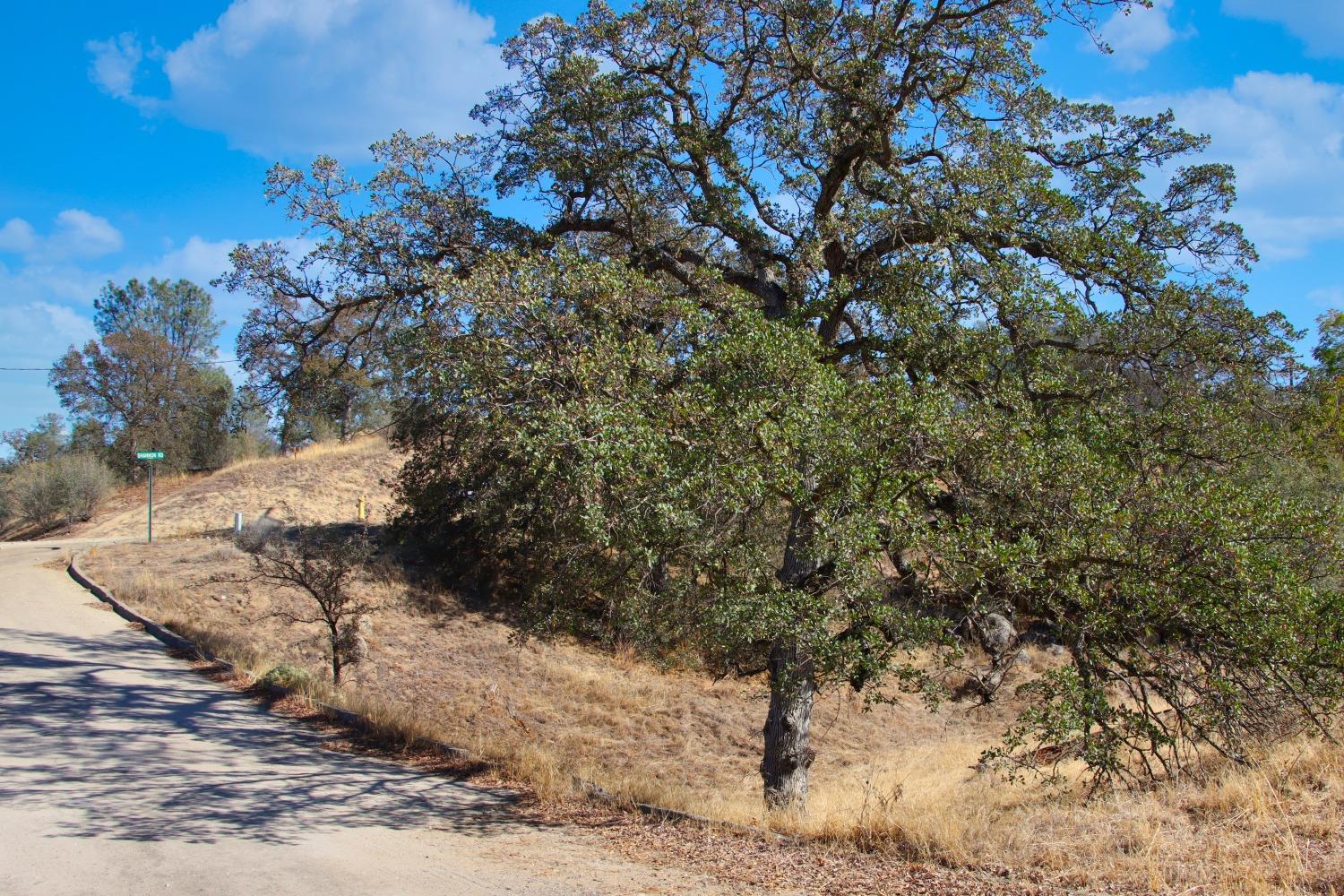 1 Shannon Road Madera, CA 93636 - Photo 10 of 15 a view of a dry yard with trees
