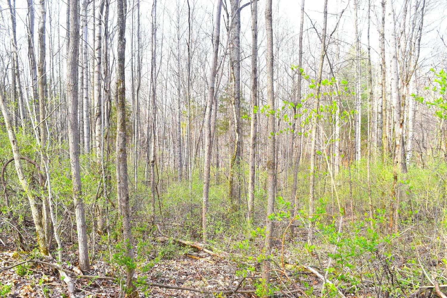 0 Woodland Trail Road Metamora, IN 47030 - Photo 5 of 19 Gallery Image 5