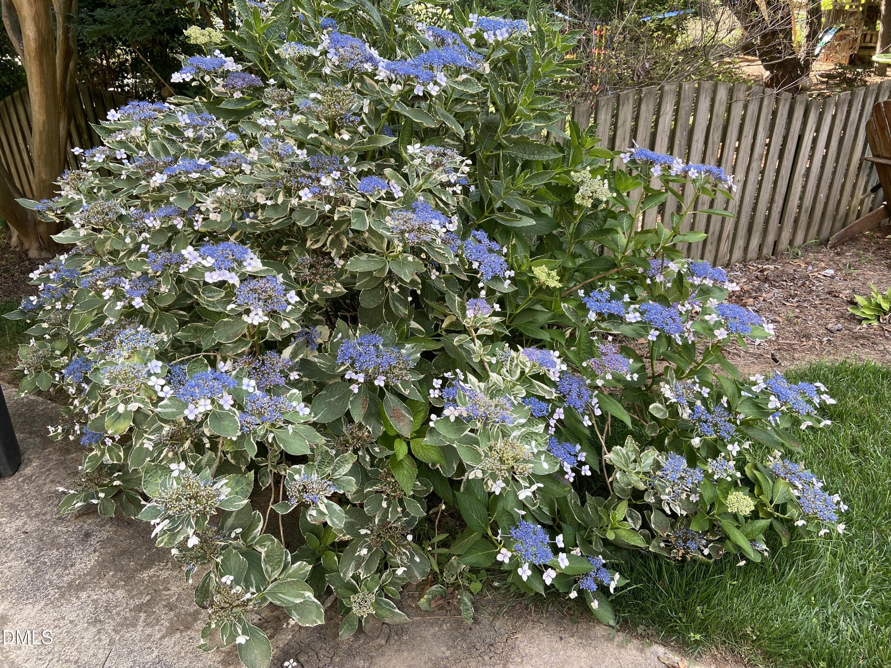 1100 Sudbury Court Raleigh, NC 27609 - Photo 13 of 56 a picture of flowers