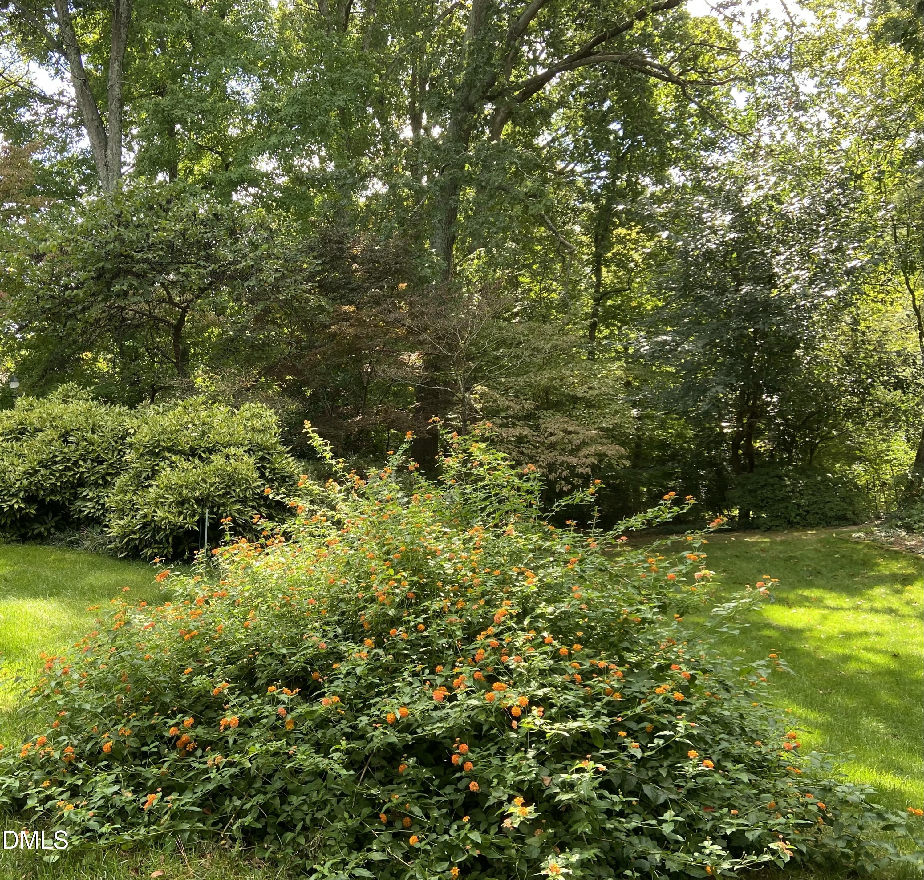 1100 Sudbury Court Raleigh, NC 27609 - Photo 10 of 56 a view of a yard with plants and large trees