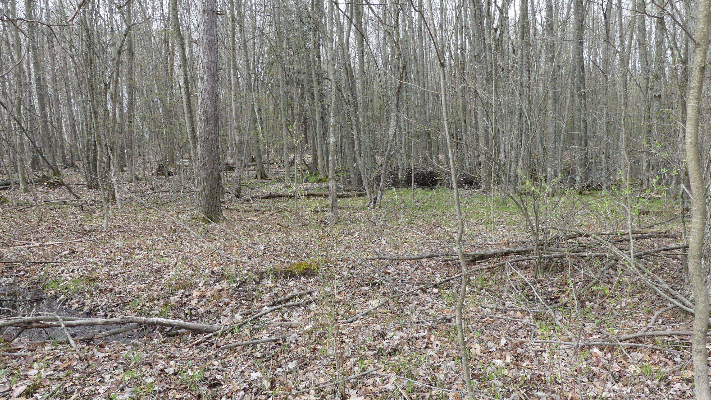 2390 North Larson Road Fountain, MI 49410 - Photo 37 of 65 P1050522