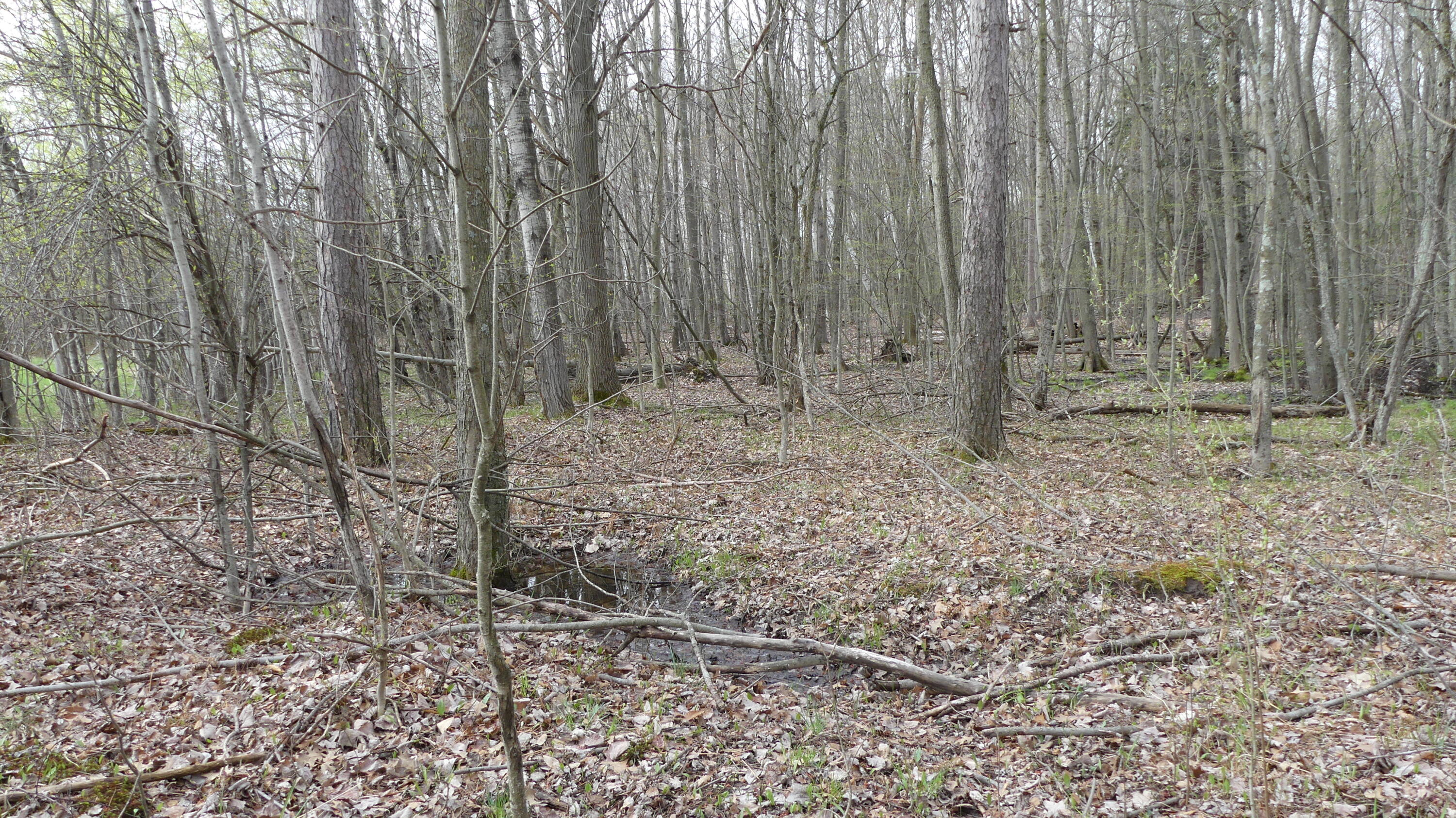 2390 North Larson Road Fountain, MI 49410 - Photo 38 of 65 P1050523