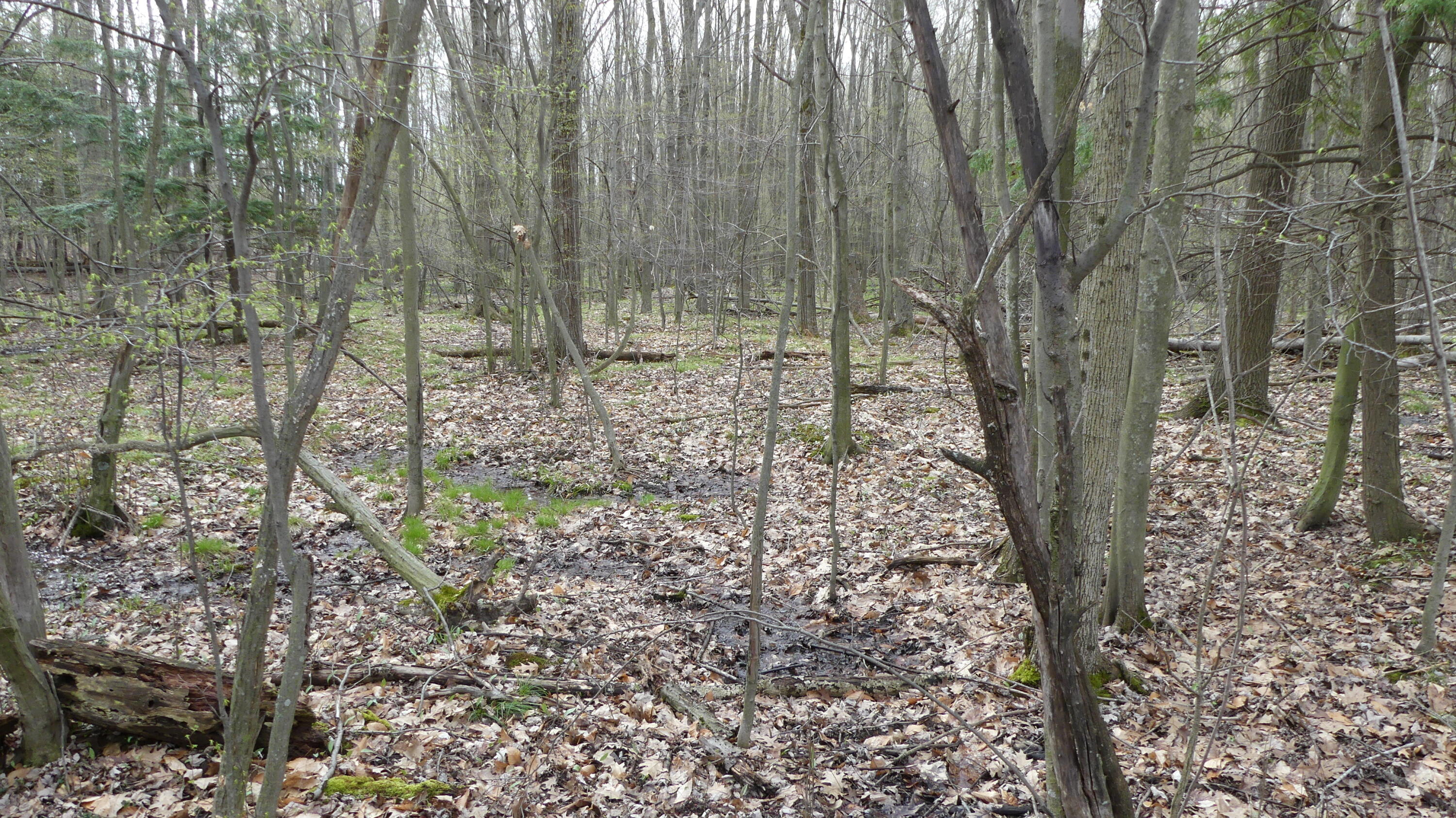 2390 North Larson Road Fountain, MI 49410 - Photo 39 of 65 P1050605